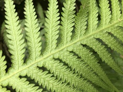 Phegopteris decursive-pinnata, photographed by Cheng-Tao Lin