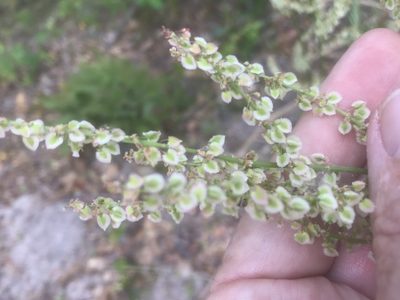 Rumex hastatulus, photographed by Alan Weakley