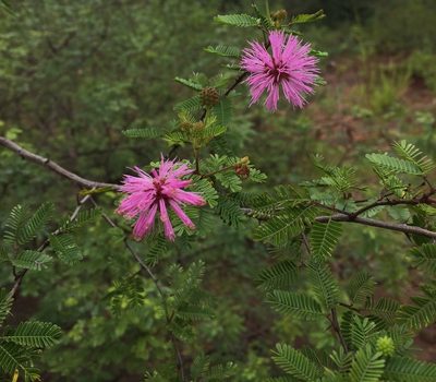 Mimosa uraguensis, photographed by karuquebec