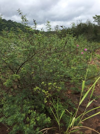 Mimosa uraguensis, photographed by karuquebec