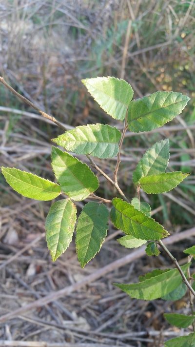 Betula alnoides, photographed by Eugene Popov