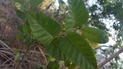 Betula alnoides, photographed by Eugene Popov