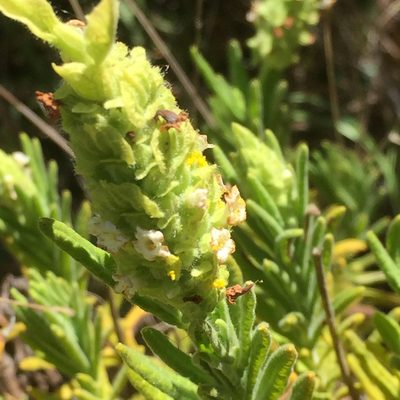 Lavandula viridis, photographed by Andre Hosper
