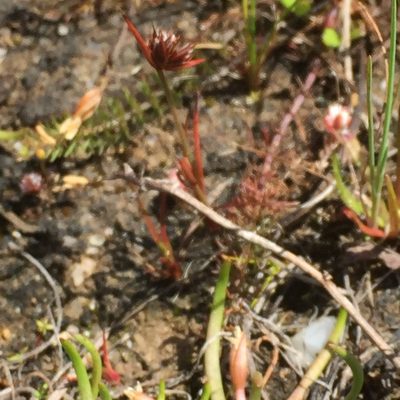 Juncus capitatus, photographed by Andre Hosper