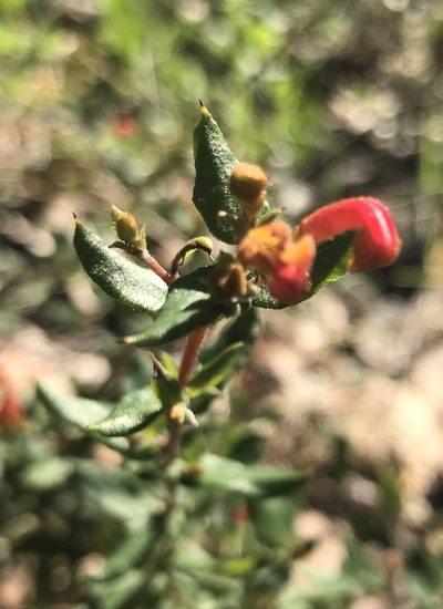 Grevillea depauperata, photographed by Ann Bentley