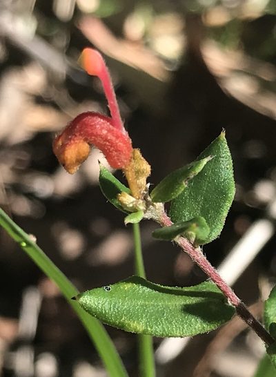 Grevillea depauperata, photographed by Ann Bentley