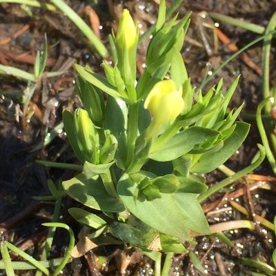 Centaurium maritimum, photographed by Andre Hosper