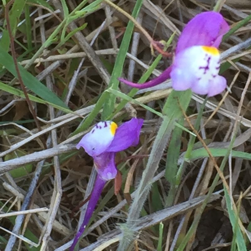 Linaria algarviana, photographed by Andre Hosper