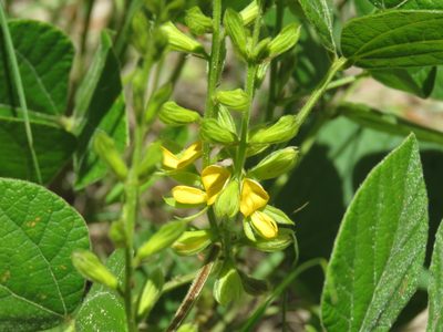 Rhynchosia latifolia, photographed by Laura Clark