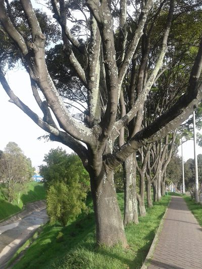 Fraxinus chinensis, photographed by GERMAN LEONEL SARMIENTO CRUZ