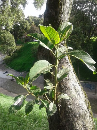 Citharexylum subflavescens, photographed by GERMAN LEONEL SARMIENTO CRUZ