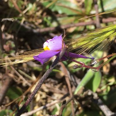 Linaria algarviana, photographed by Andre Hosper
