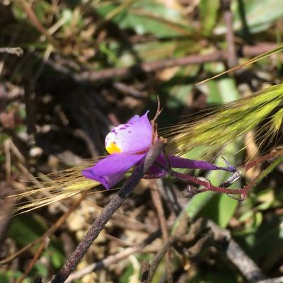 Linaria algarviana, photographed by Andre Hosper
