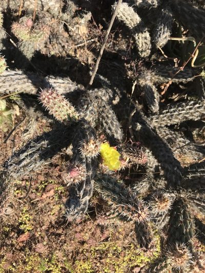 Cylindropuntia californica, photographed by Sula Vanderplank