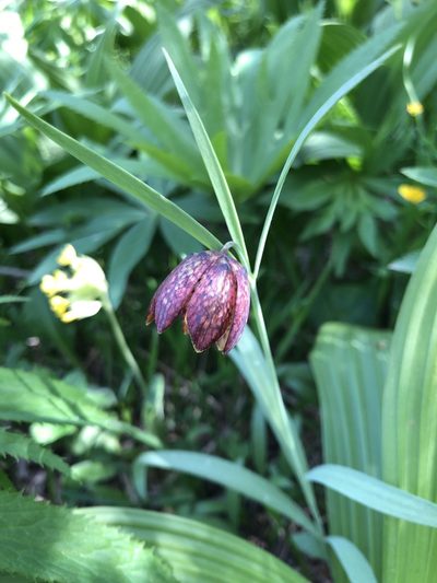 Fritillaria montana, photographed by Conrad Altmann