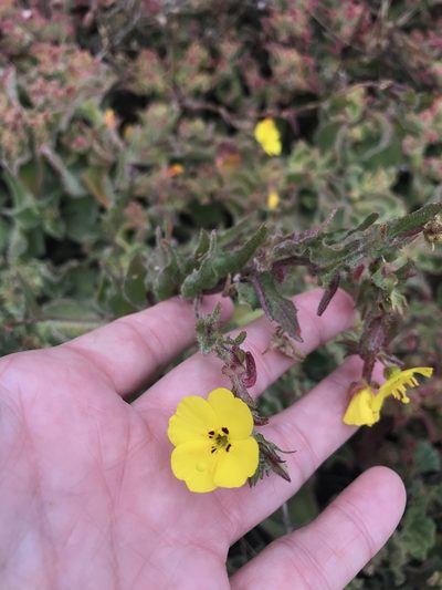 Camissoniopsis lewisii, photographed by Sula Vanderplank