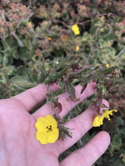 Camissoniopsis lewisii, photographed by Sula Vanderplank