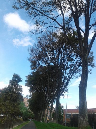 Fraxinus chinensis, photographed by GERMAN LEONEL SARMIENTO CRUZ