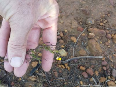 Aspalathus bracteata, photographed by Chris Vynbos