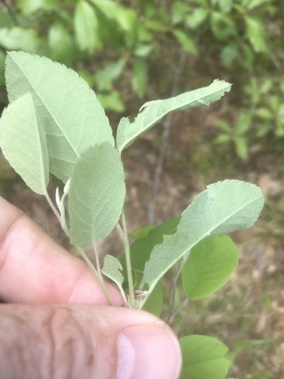 Amelanchier canadensis, photographed by Alan Weakley