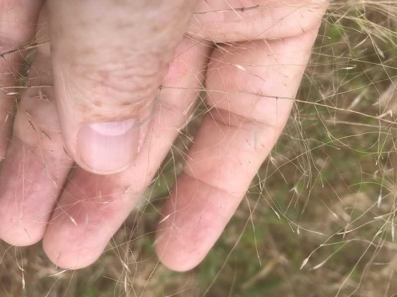 Muhlenbergia expansa, photographed by Alan Weakley