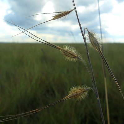 Loudetiopsis chrysothrix, photographed by Márcia Martins