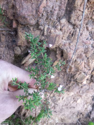 Erica pubescens, photographed by Chris Vynbos