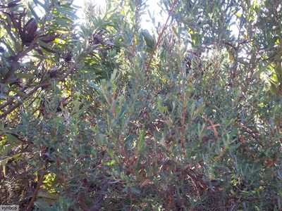 Cliffortia cuneata, photographed by Chris Vynbos
