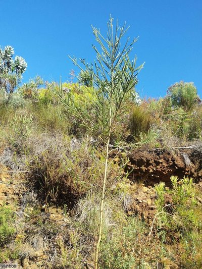 Aspalathus globosa, photographed by Chris Vynbos