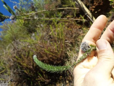 Aspalathus globosa, photographed by Chris Vynbos