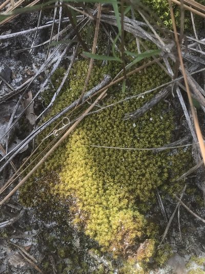 Dicranum condensatum, photographed by Alan Weakley