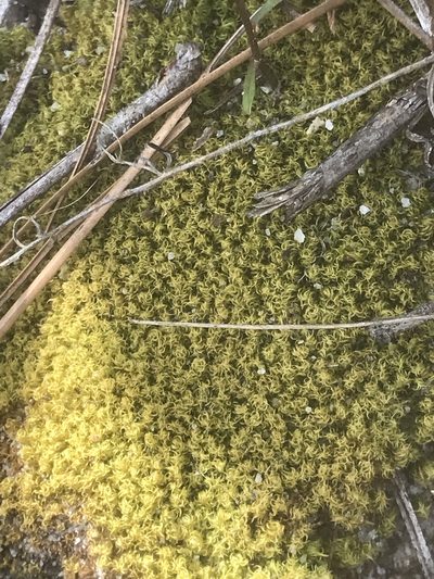 Dicranum condensatum, photographed by Alan Weakley