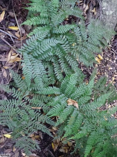 Polystichum pungens, photographed by Chris Vynbos