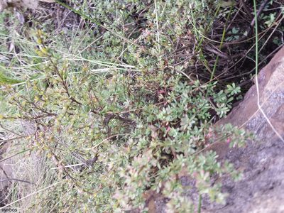 Cliffortia complanata, photographed by Chris Vynbos