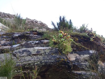 Erepsia heteropetala, photographed by Chris Vynbos