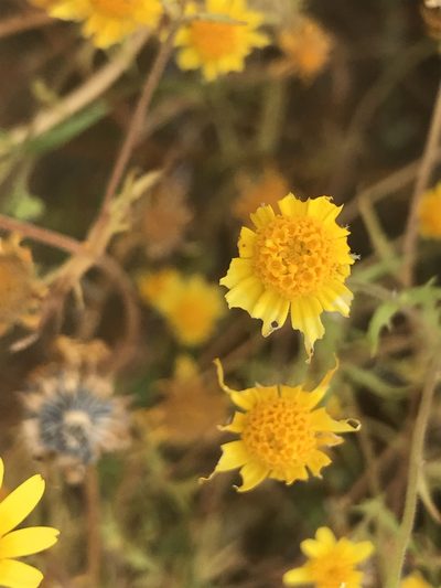Lasthenia coronaria, photographed by Stephanie Taylor