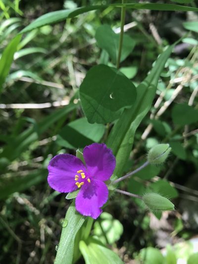 Tradescantia ernestiana, photographed by Miranda Kohout