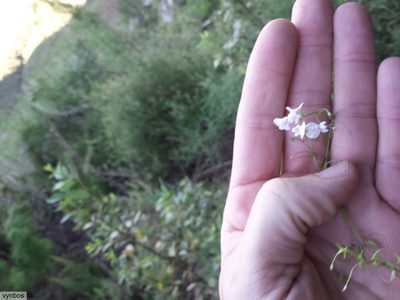 Nemesia diffusa, photographed by Chris Vynbos