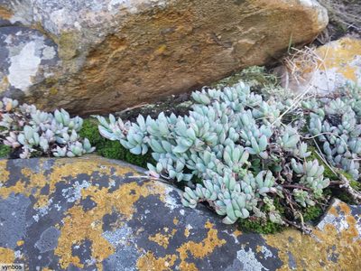 Oscularia caulescens, photographed by Chris Vynbos