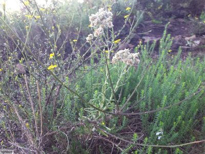 Pseudognaphalium undulatum, photographed by Chris Vynbos