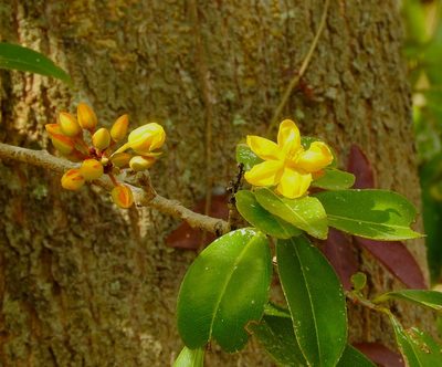Ouratea mexicana, photographed by Francisco Farriols Sarabia
