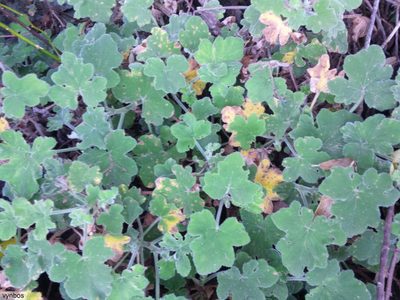 Pelargonium tomentosum, photographed by Chris Vynbos