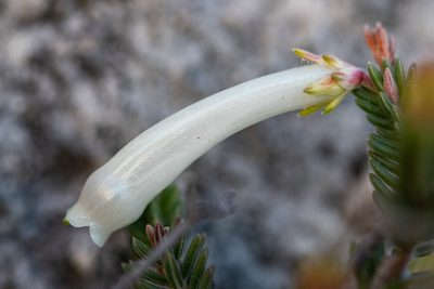 Erica amidae, photographed by magriet b