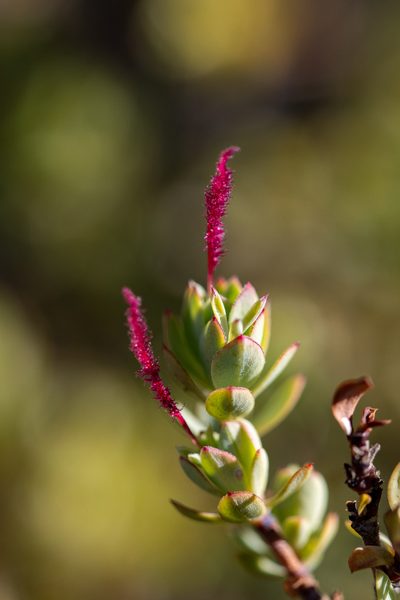 Cliffortia carinata, photographed by magriet b