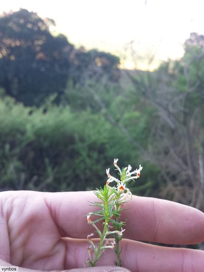 Hebenstretia dentata, photographed by Chris Vynbos