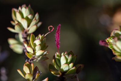 Cliffortia carinata, photographed by magriet b