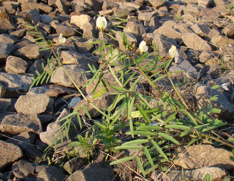 Vicia biebersteinii, photographed by Юрий Данилевский (Yuriy Danilevsky)
