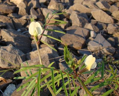Vicia biebersteinii, photographed by Юрий Данилевский (Yuriy Danilevsky)