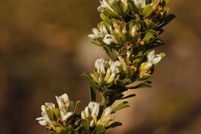 Psoralea prodiens, photographed by Karen Eichholz