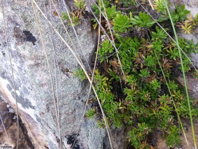 Osmitopsis parvifolia, photographed by Chris Vynbos